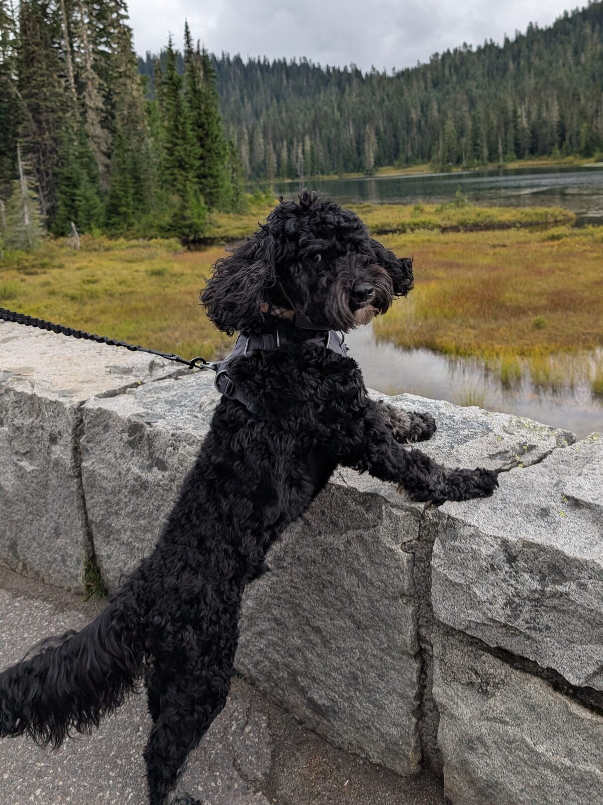 Oreo, our black curly-haired dog, standing on a stone wall by a lake